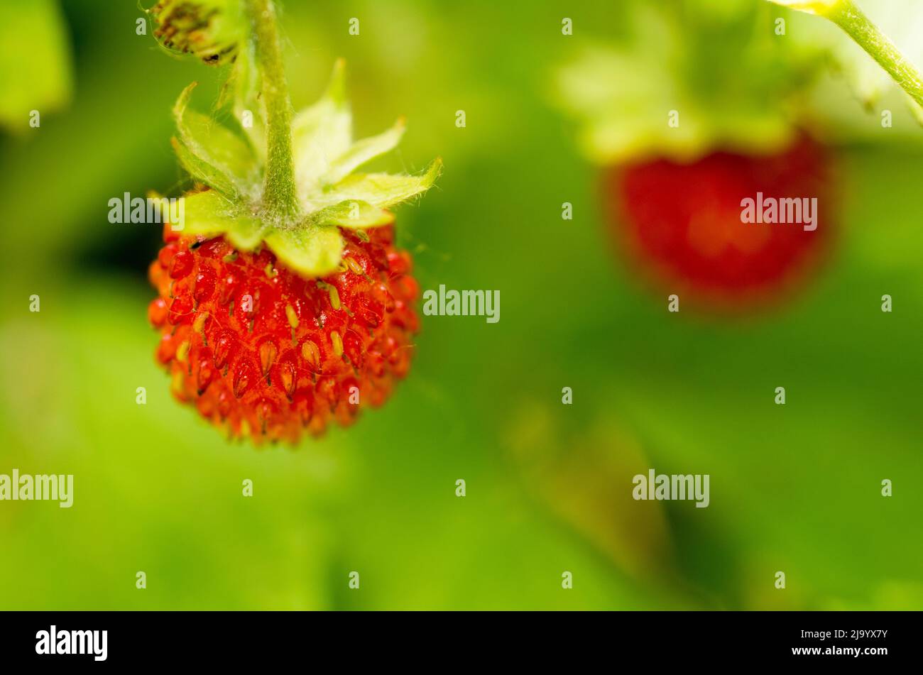 Macro shot of two wild strawberry with forest background in sunlight Stock Photo