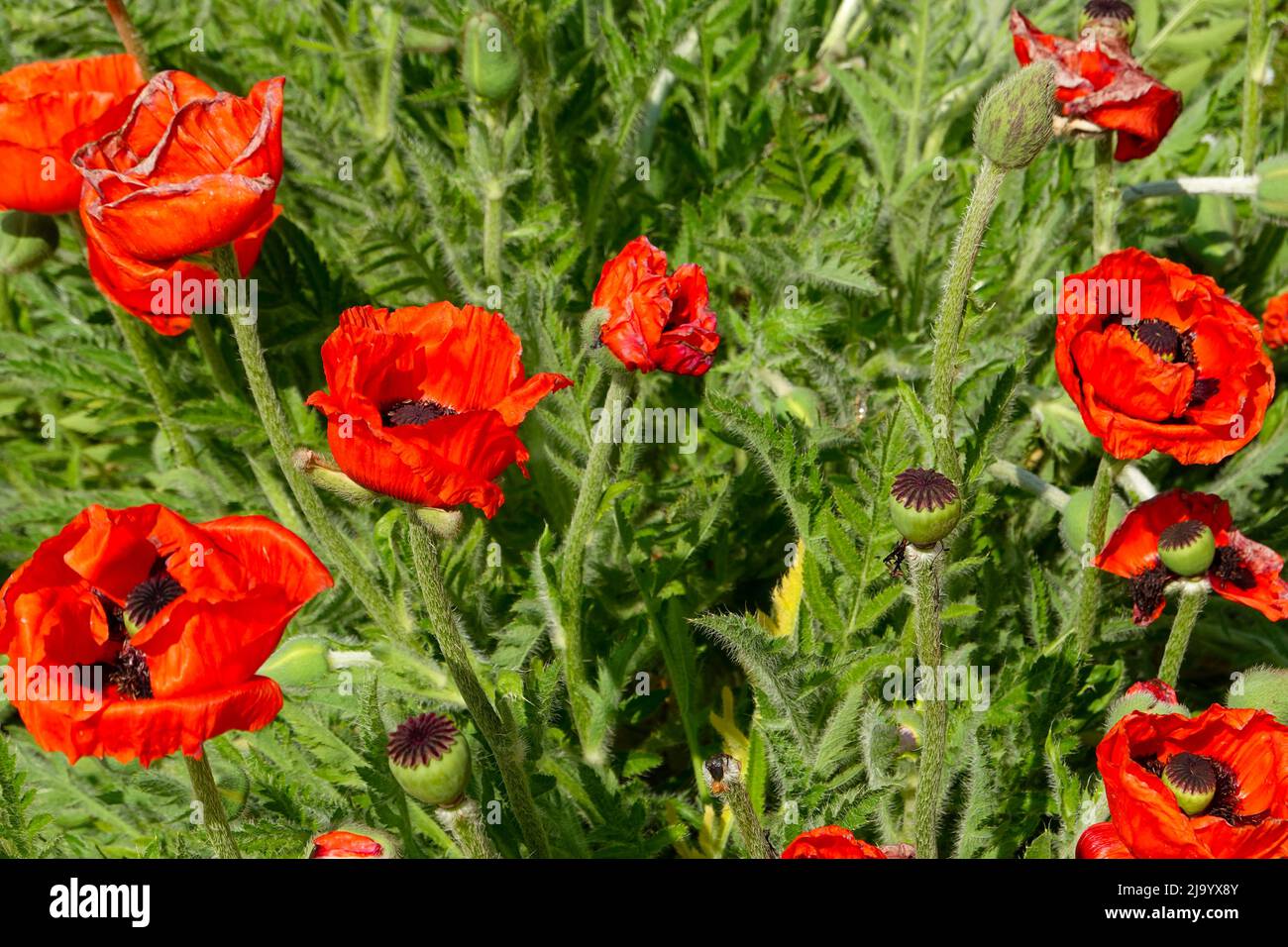 Papaver orientale, oriental poppies, red, Jardin des Plantes, Paris, France. Stock Photo