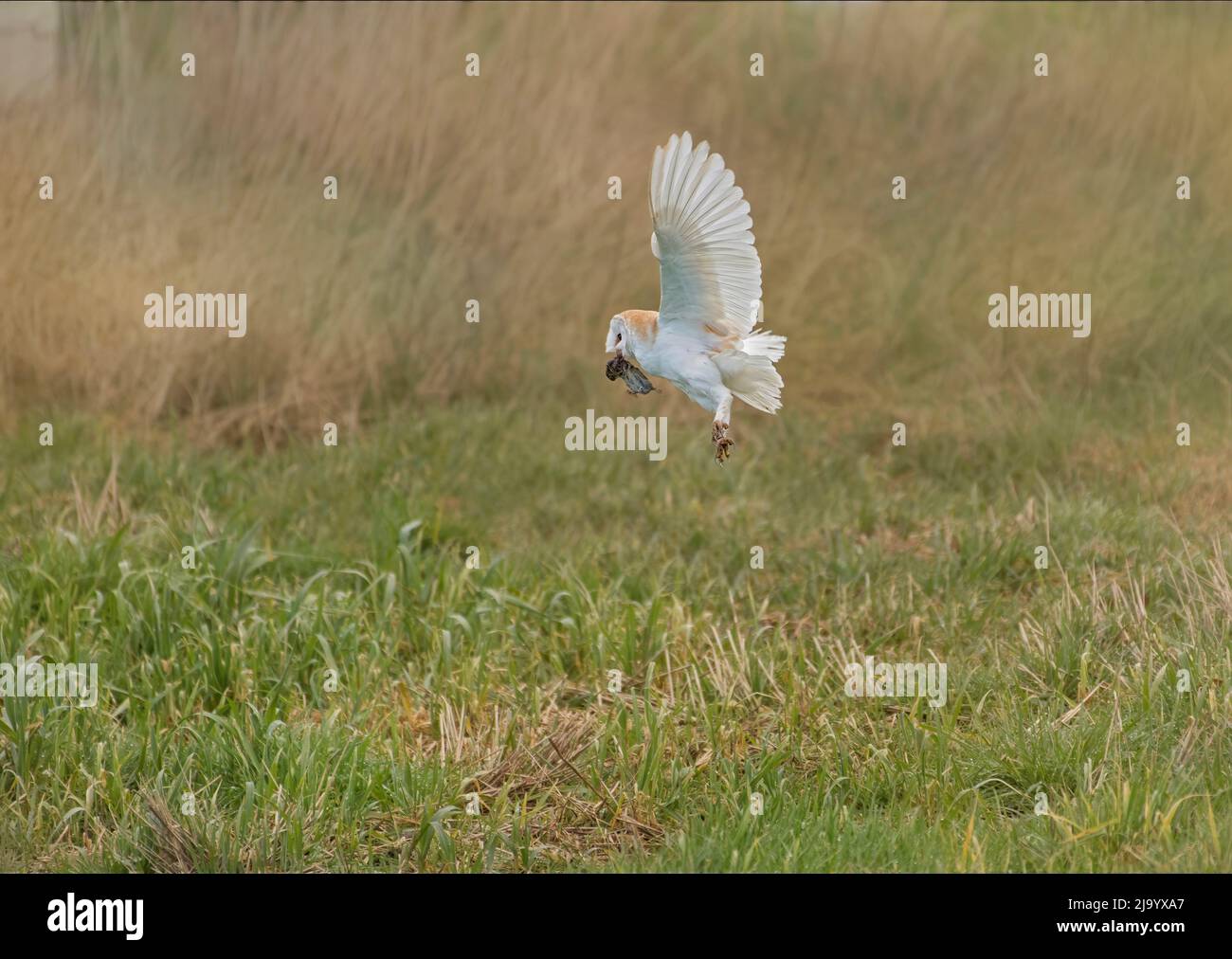 Barn Owl, Tyto alba, in flight, with Vole, in meadow, in Lancashire, UK Stock Photo