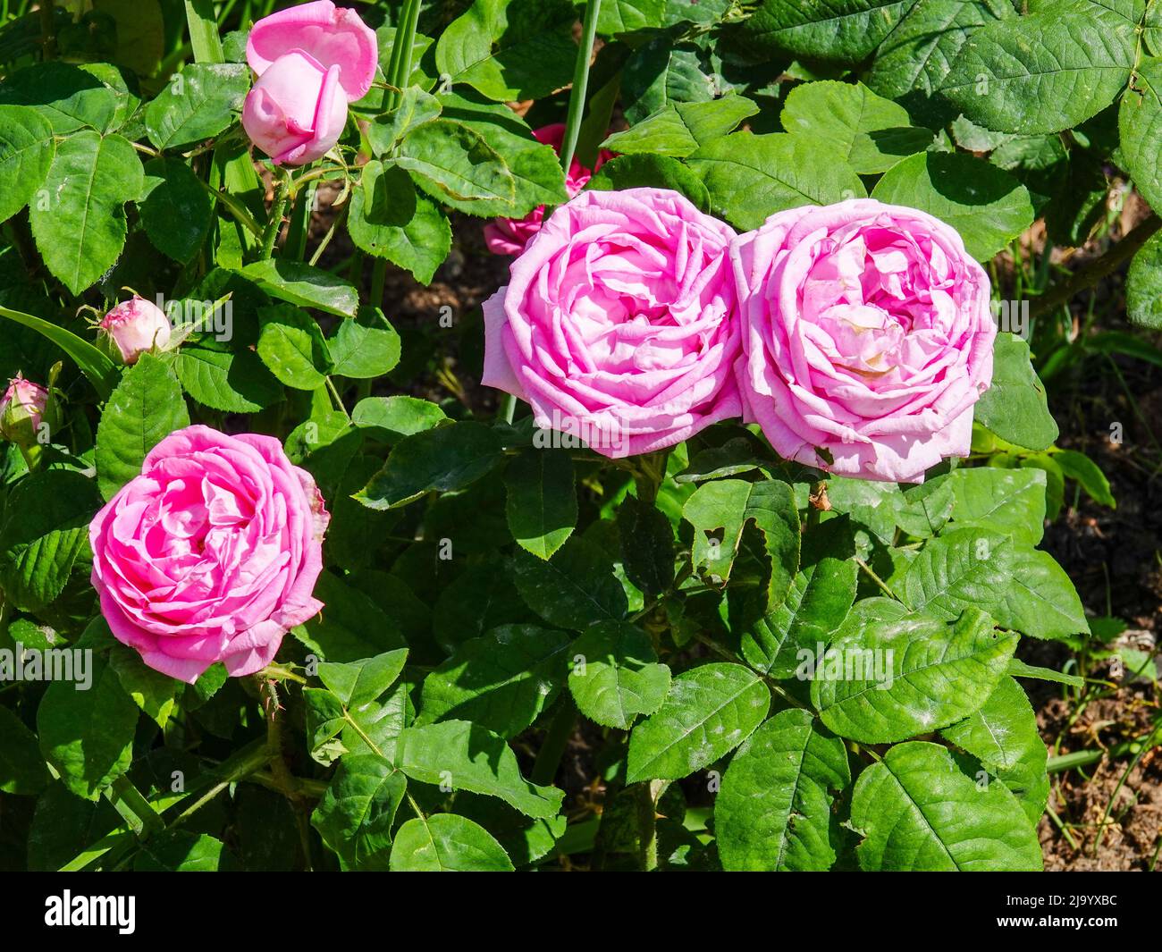 Rose Reine des Violettes, Jardin des Plantes, Paris, France. Stock Photo
