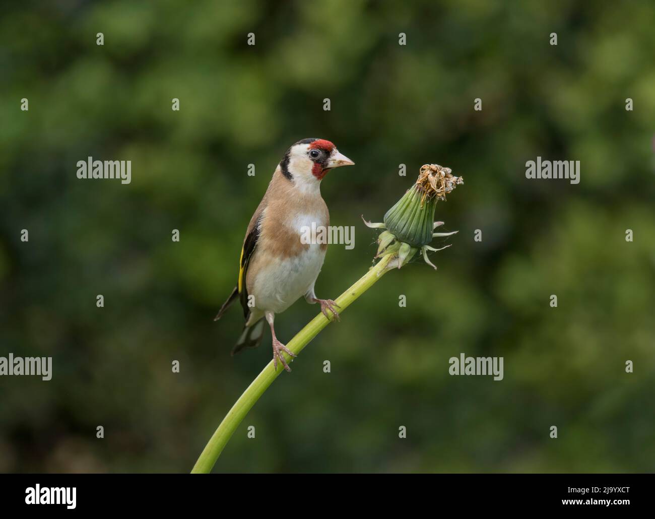 Goldfinch, Carduelis carduelis, looking for Dandelion seeds, Taraxacum ruderalia, Lancashire, UK Stock Photo