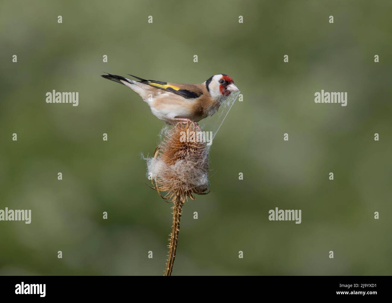 Goldfinch, Carduelis carduelis, collecting nest material from Teasel, Lancashire, UK Stock Photo