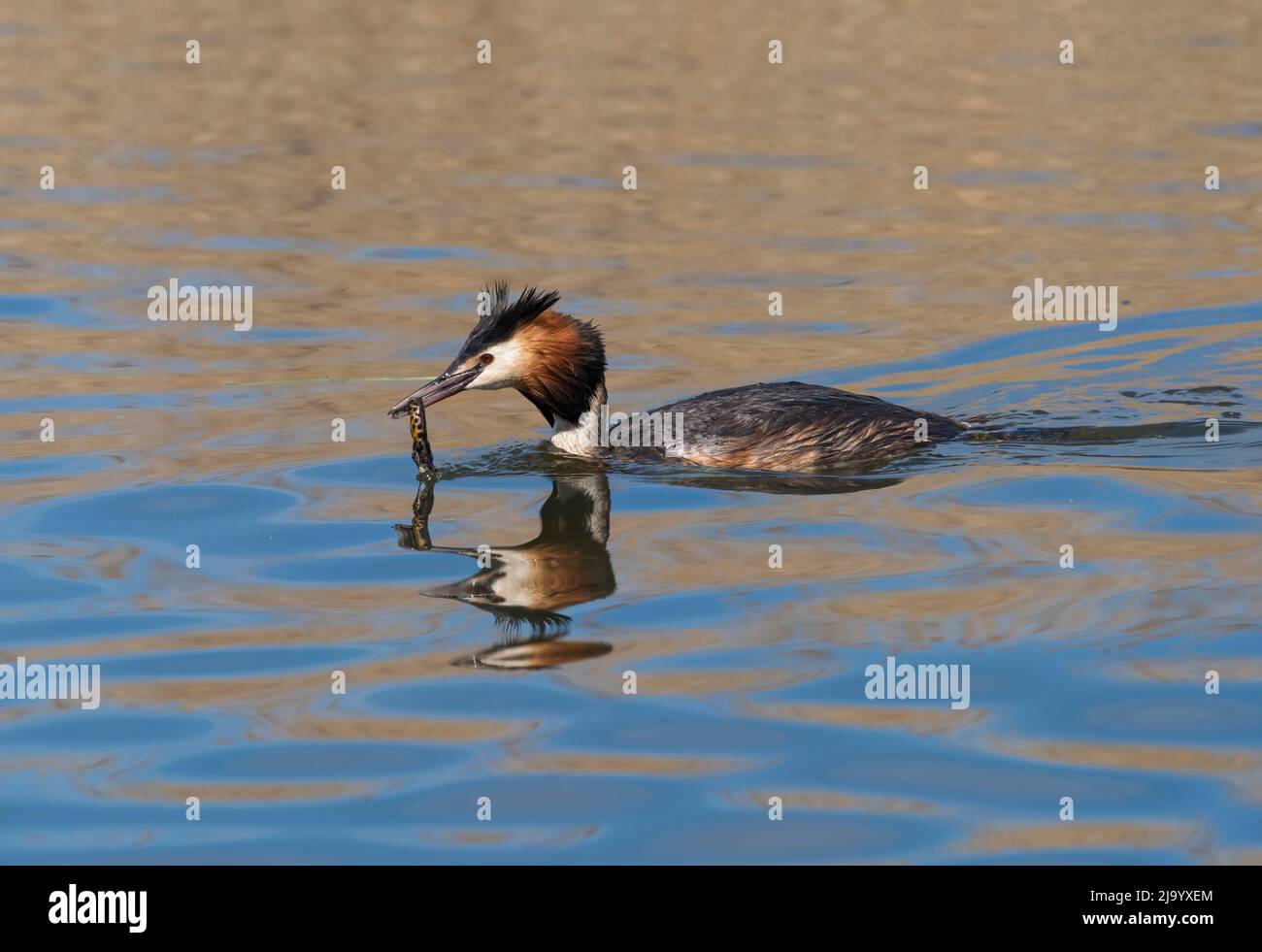 Great crested grebe, Podiceps cristatus, with Great Crested Newt, Lancashire, UK Stock Photo