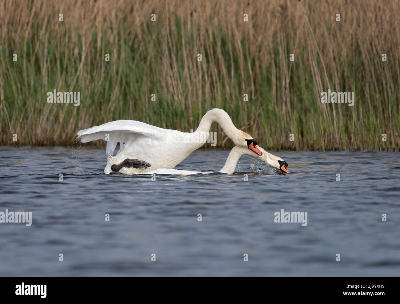 Pair of Mute Swans, cygnus olor, mating, Lancashire, UK Stock Photo