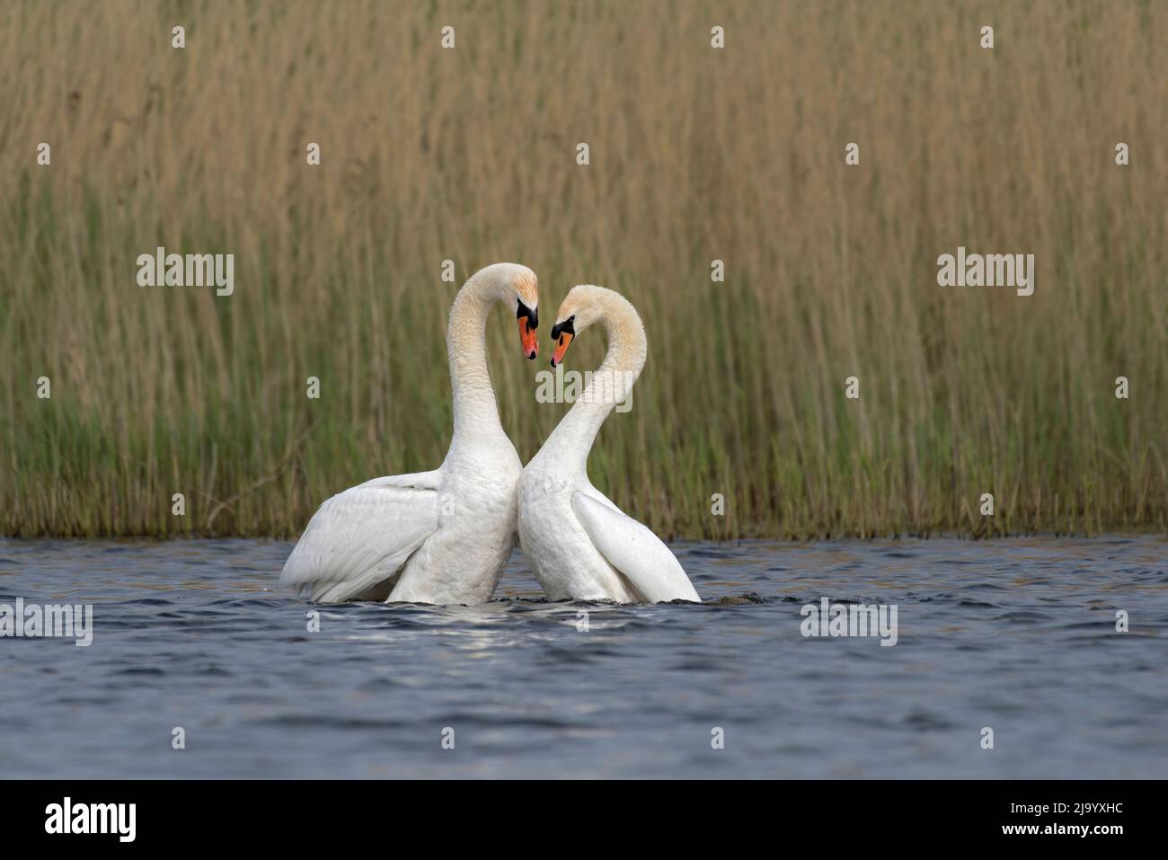 Pair of Mute Swans, cygnus olor, mating, Lancashire, UK Stock Photo