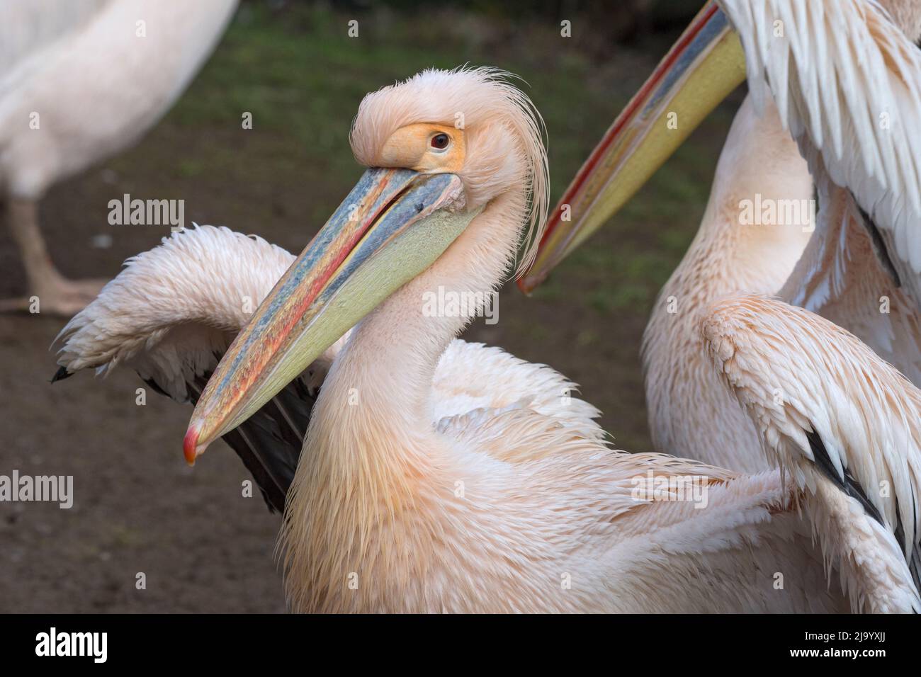 Pink Pelican, Pelecanus onocrotalus, Blackpool Zoo UK Stock Photo