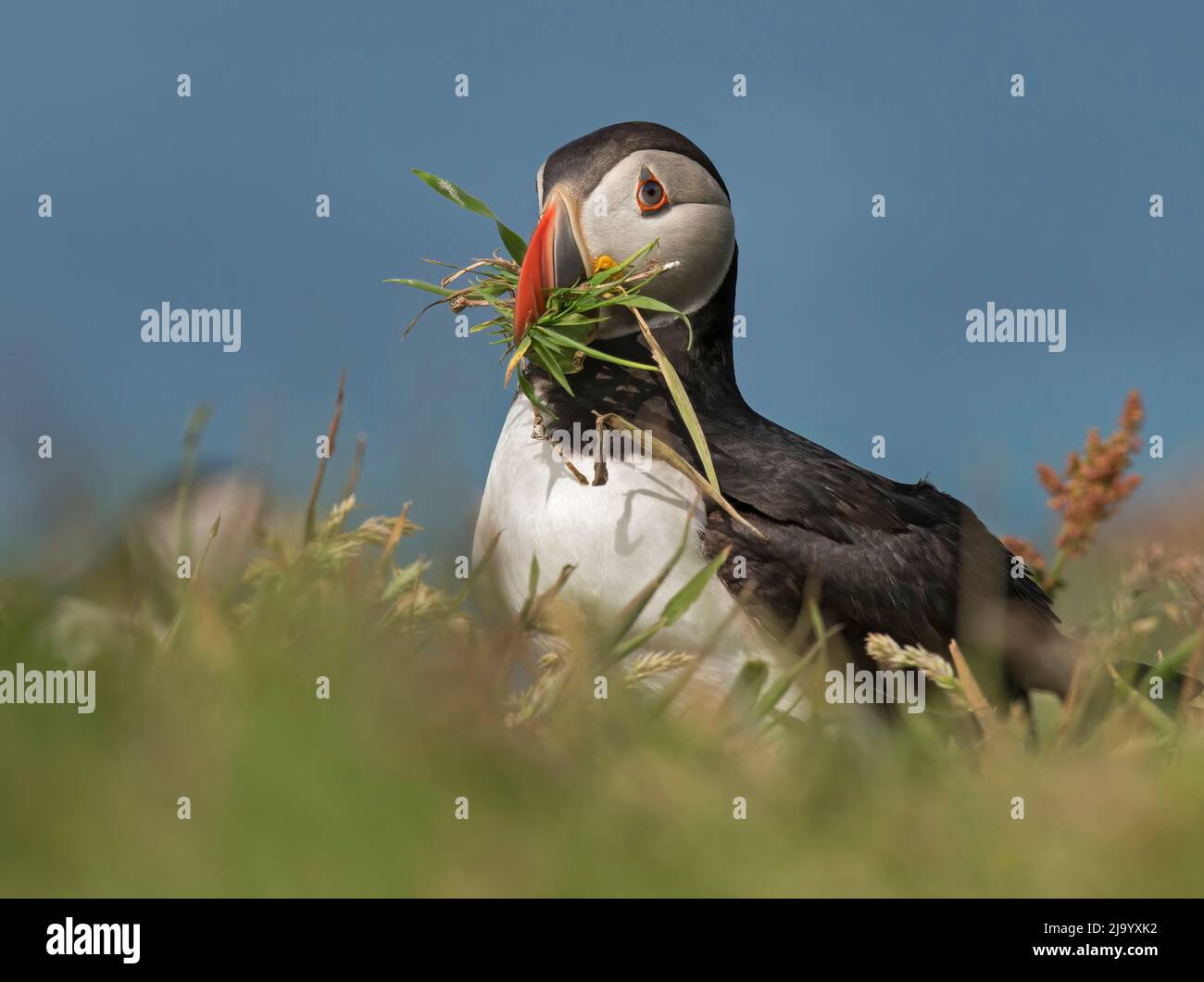 Atlantic puffin, Common puffin, Fratercula arctica, with nesting material in its beak, returning to burrow, Lundy Island, Scotland Stock Photo