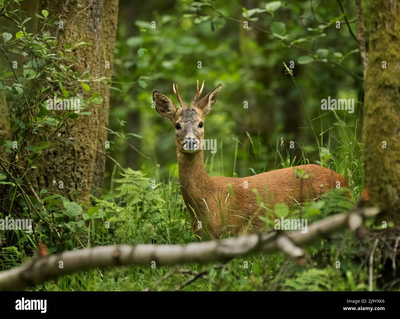 Red deer, grazing, closeup in a woodland area in Dorset UK Stock Photo