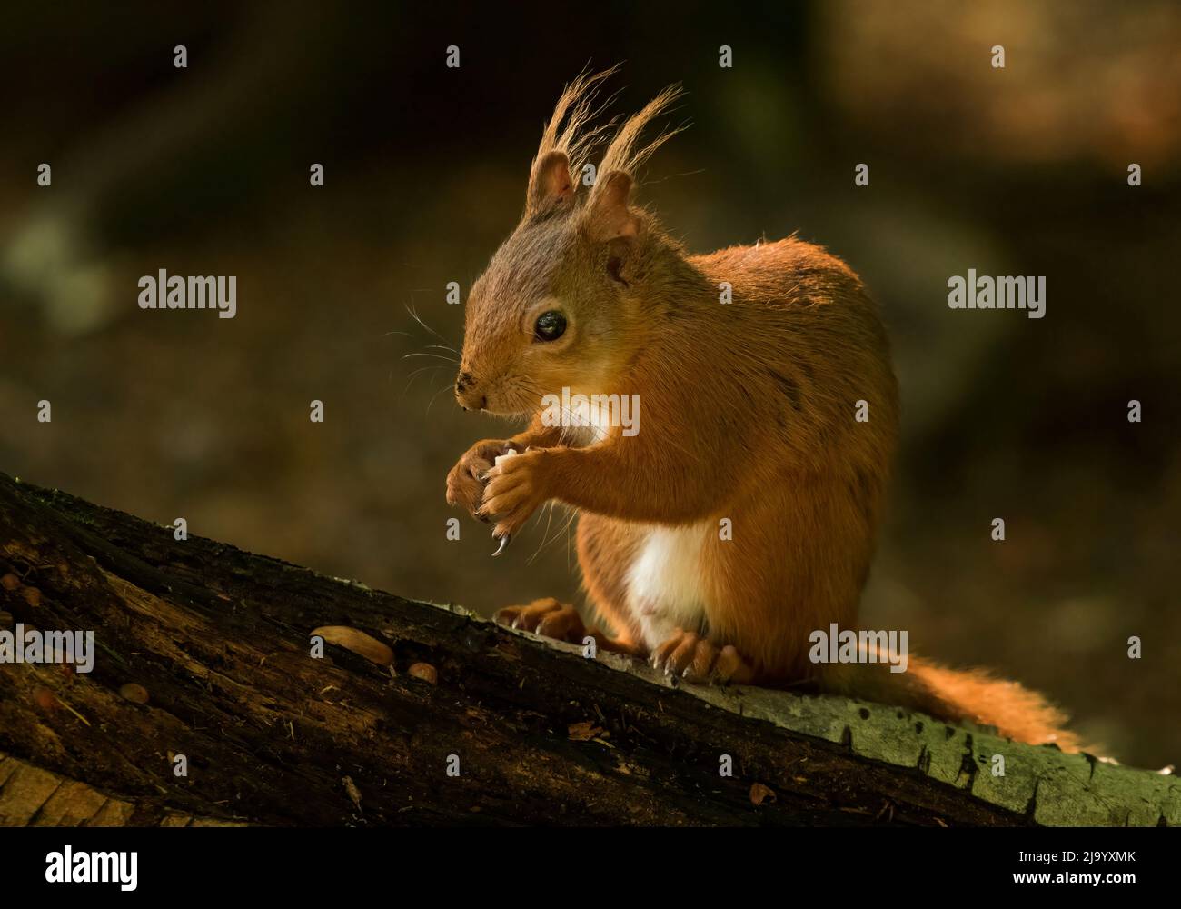 Red Squirrel; Sciurus vulgaris, Single, on log feeding on nuts, UK Stock Photo