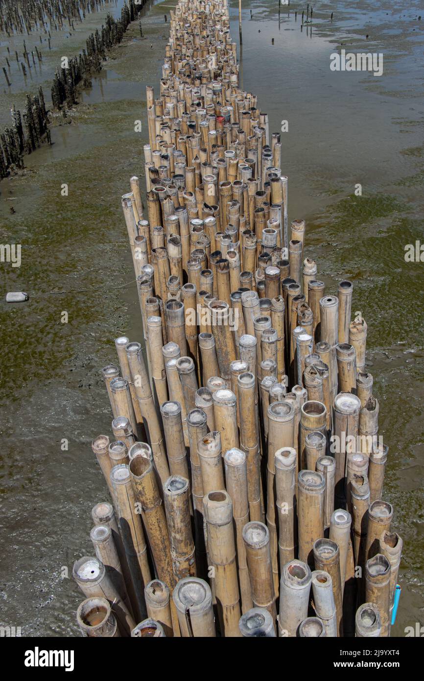 Bamboo wall to protect the planting of mangrove trees on the coast, Thailand Stock Photo