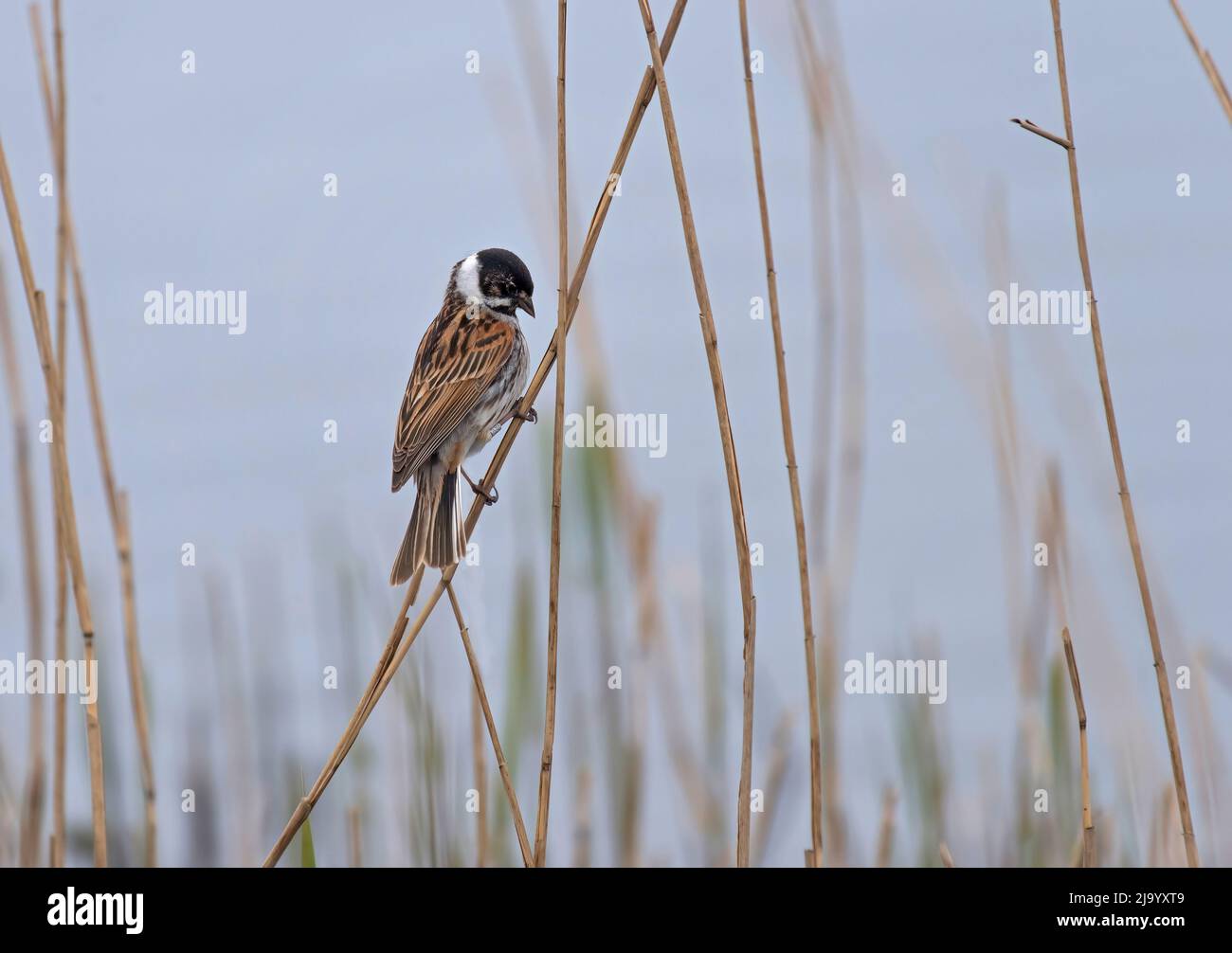 Reed Bunting, Emberiza schoeniclus, adult male, perched on reed stem, UK Stock Photo
