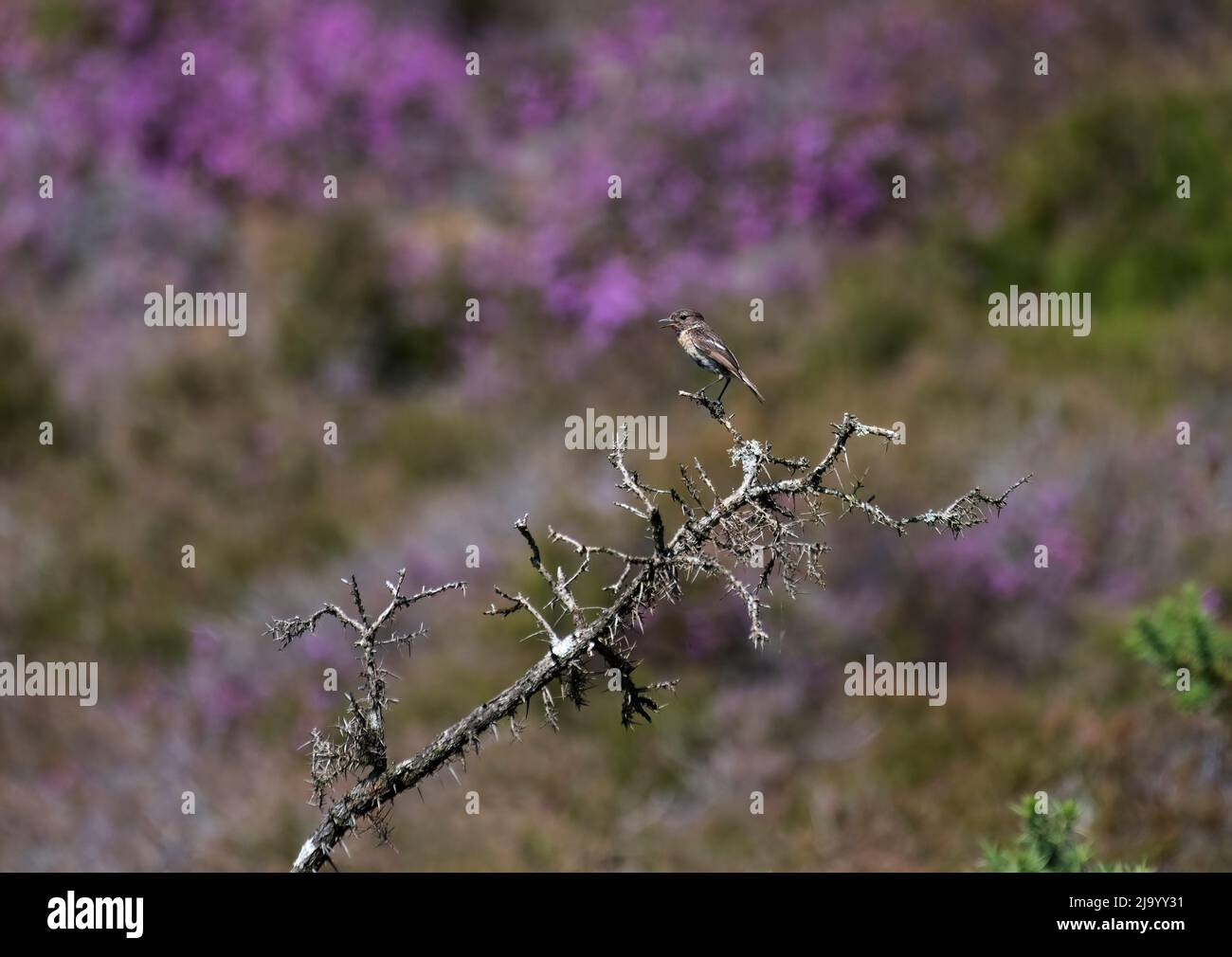 Perched female Stonechat, Saxicola torquata, on branch in front of of flowering heather background, Arne, Dorset Stock Photo