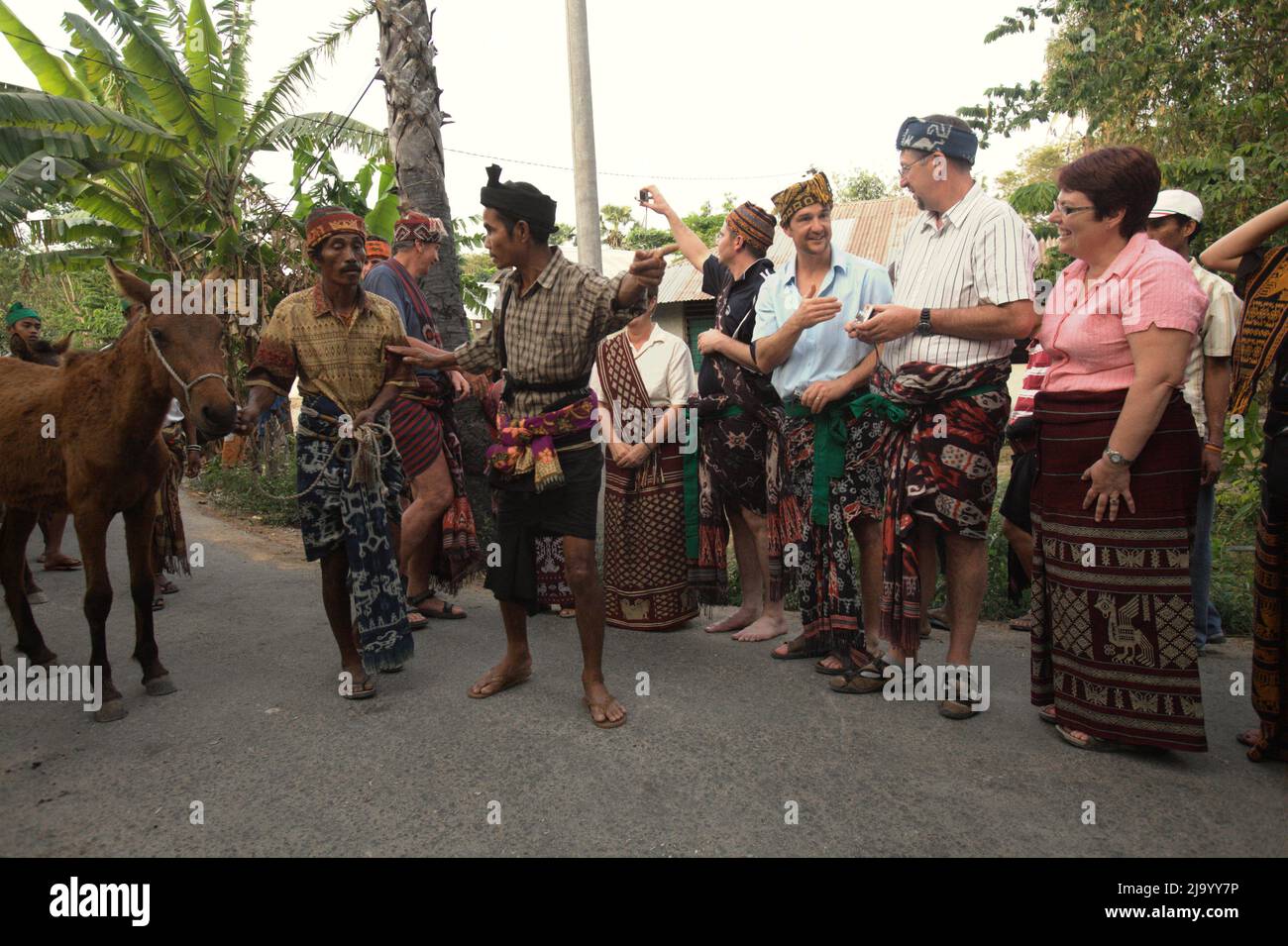 Umbu Ndjurumanna's relatives bringing ponies to Sarah Hobgen's local house as a "belis" (traditional term for marriage proposal gift) before the procession of Sumbanese traditional marriage proposal. Archival photo. Reportage (2011). Stock Photo