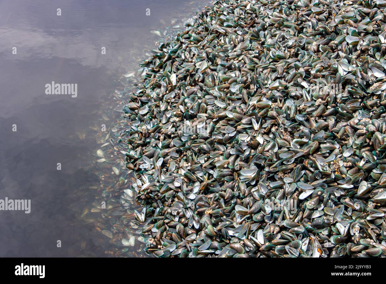Piles of empty shells of shellfish at a water, Thailand. Stock Photo