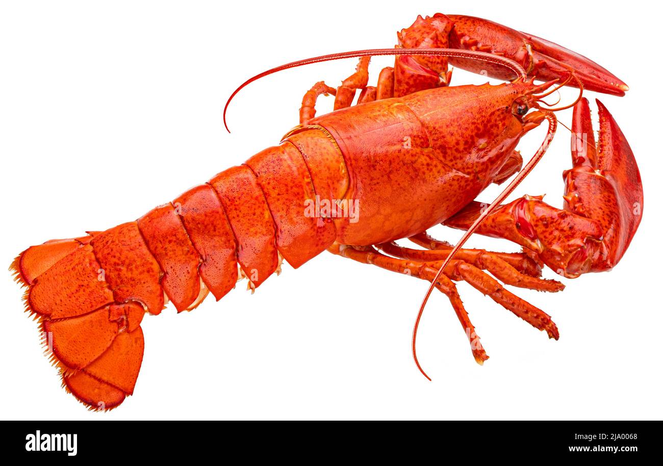 Red lobster isolated on white background, full depth of field Stock Photo