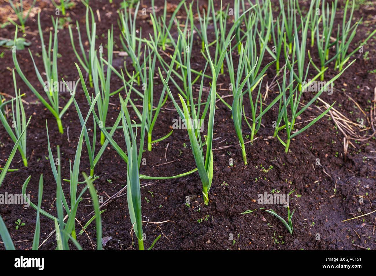 garlic in the garden. Growing garlic in plant. Vegetable beds with