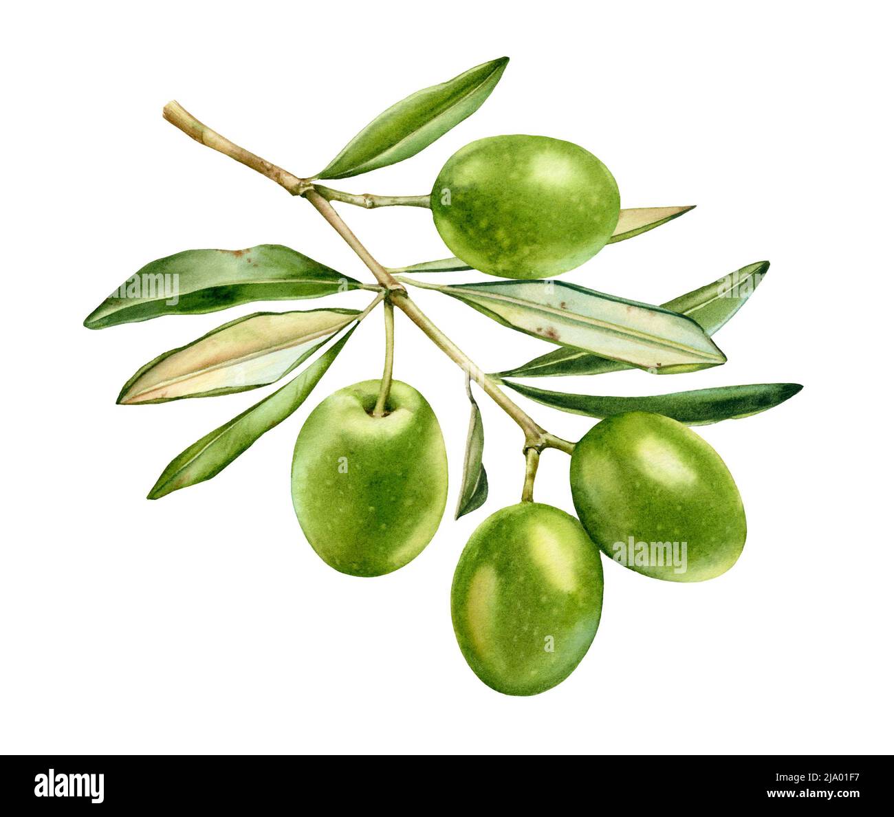 Watercolor olive branch. Ripe green fruits with leaves. Realistic ...