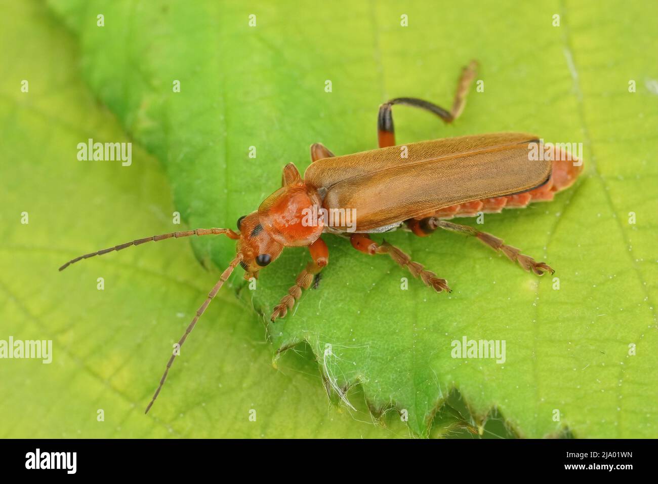 Detailed closeup on a light brown solider beetle, Cantharis livida sitting on a green leaf in the garden Stock Photo