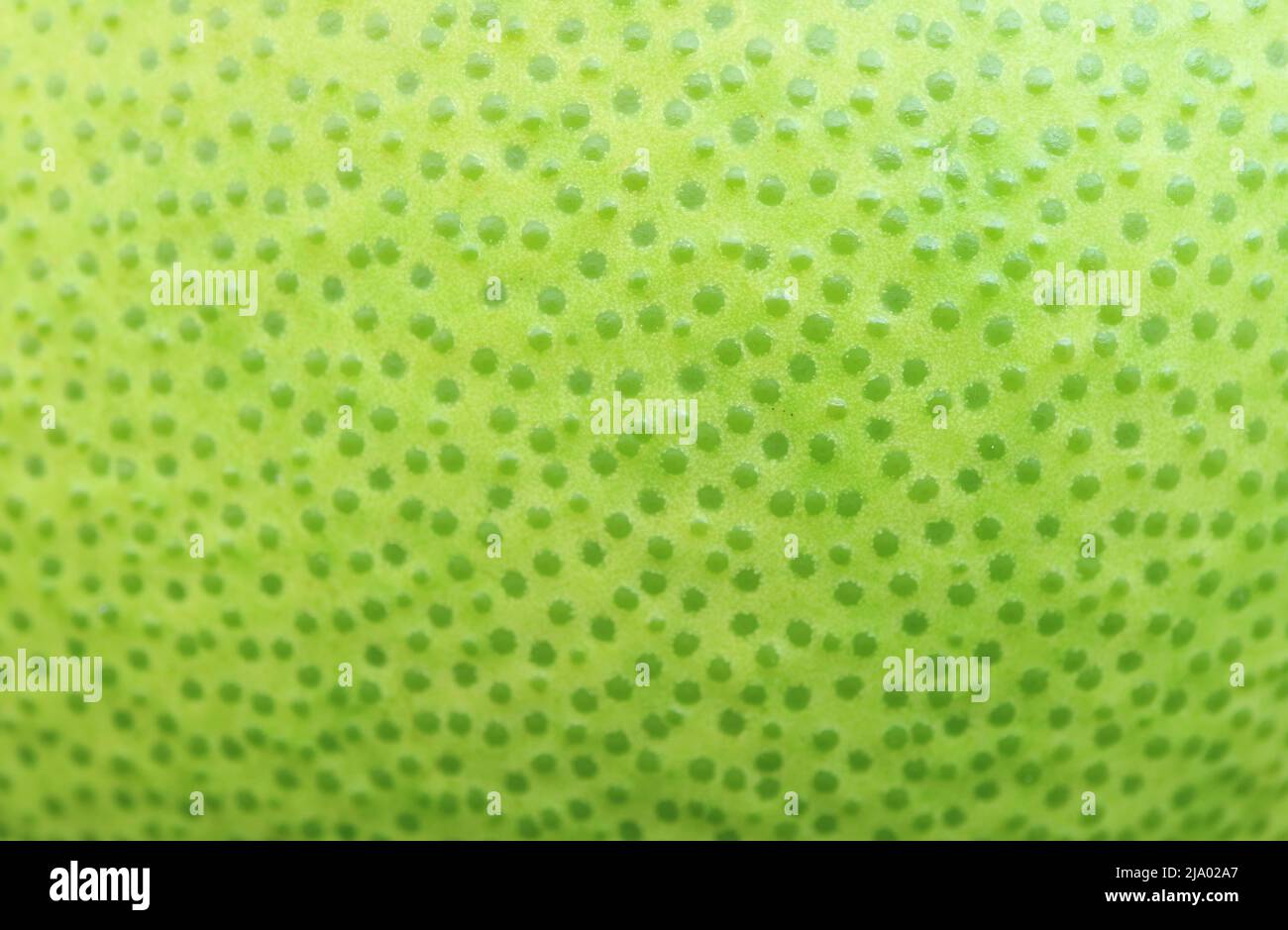 Amazing Bright Green Dotted Pattern Pomelo Peel for Abstract Backdrop Stock Photo