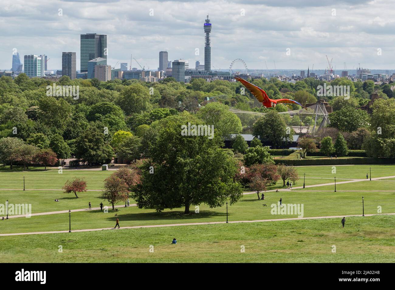 A Scarlet Macaw flies freely on Primrose Hill. In the background the Central London skyline can be seen. Stock Photo