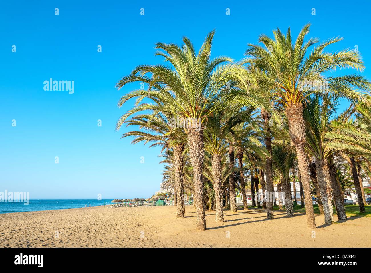 Palm grove along the beach in Torremolinos. Costa del Sol, Andalusia, Spain Stock Photo