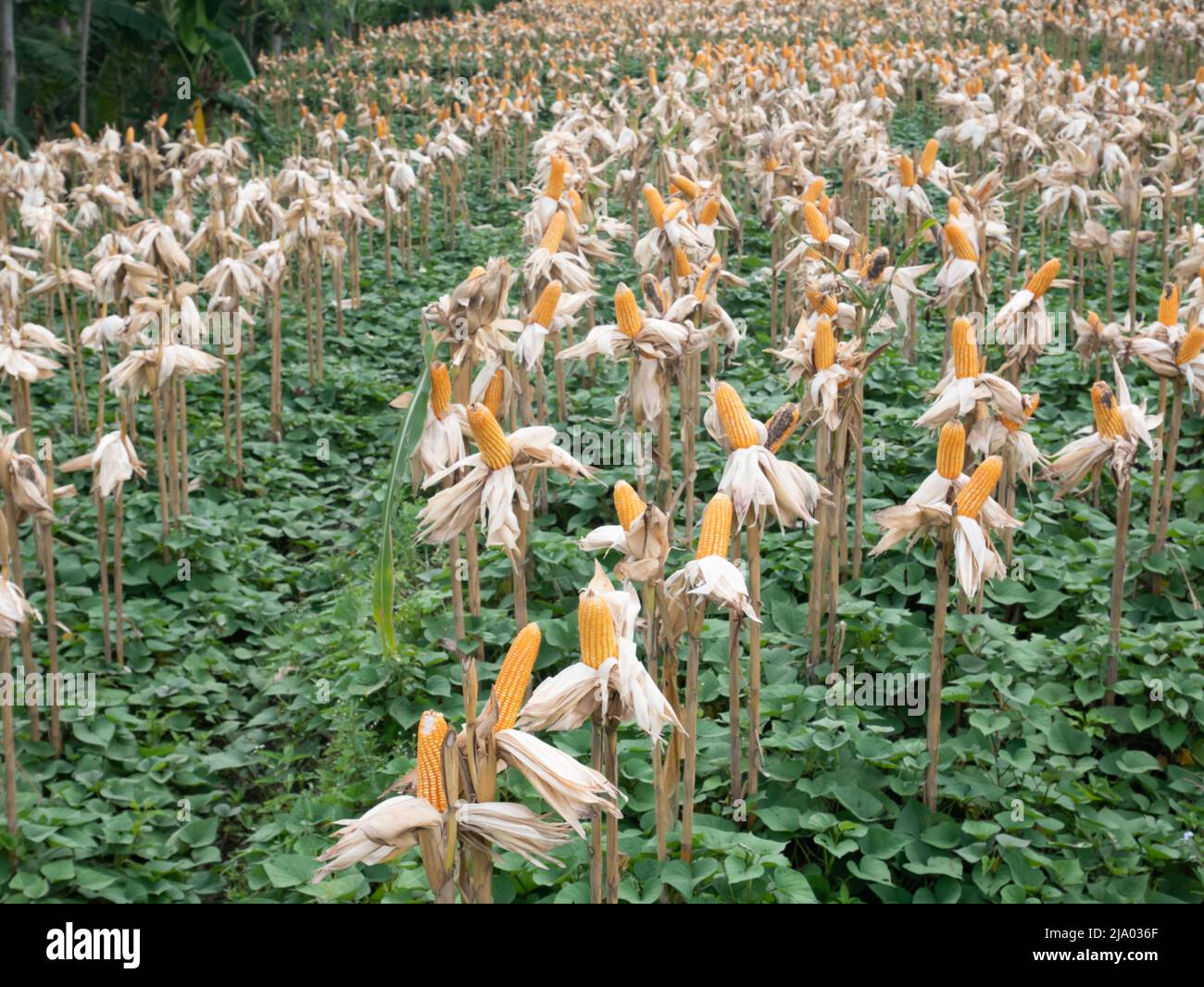 Corn field in clear day, corn tree with blue cloudy Sky Stock Photo - Alamy