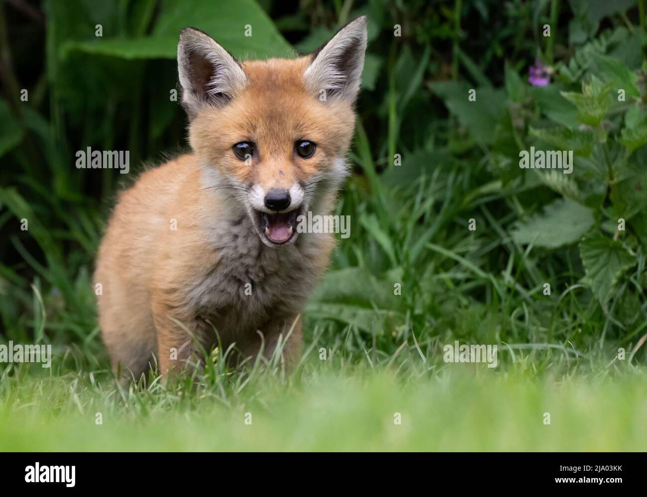 A young wild Red Fox cub (Vulpes vulpes) on edge of it's den, Warwickshire Stock Photo