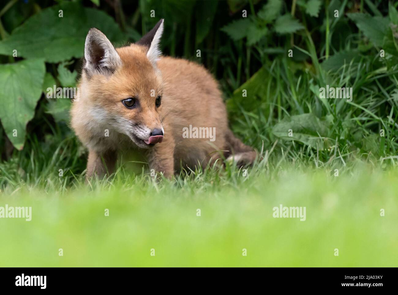 A young wild Red Fox cub (Vulpes vulpes) on edge of it's den, Warwickshire Stock Photo