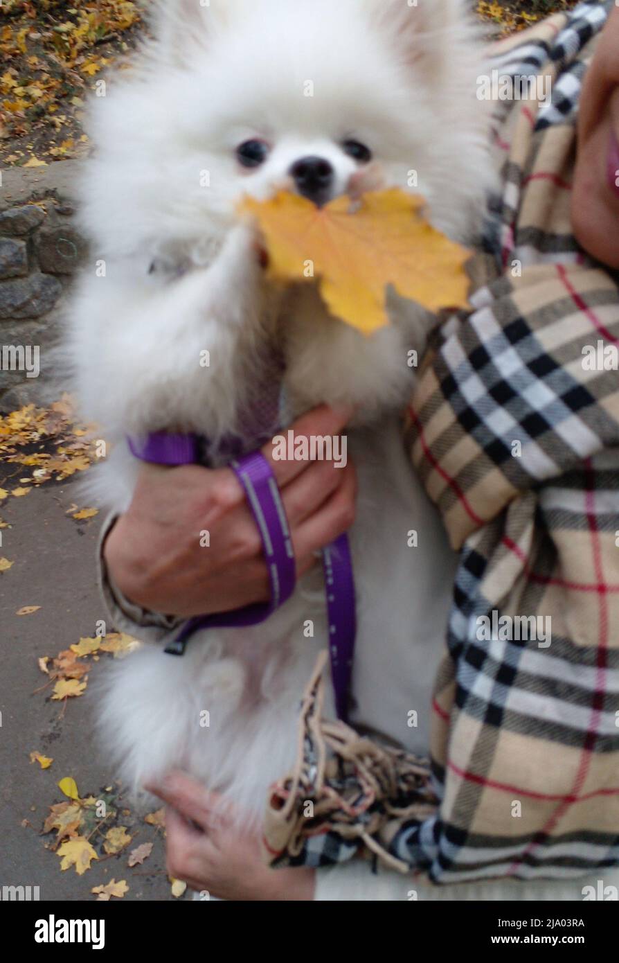 BEST QUALITY AVAILABLE Undated family handout of Archie, a Pomeranian which has been kept quarantined in the UK for seven weeks after British man Mike Haley, 61, fled Kyiv with his family and the dog. Issue date: Thursday May 26, 2022. Stock Photo