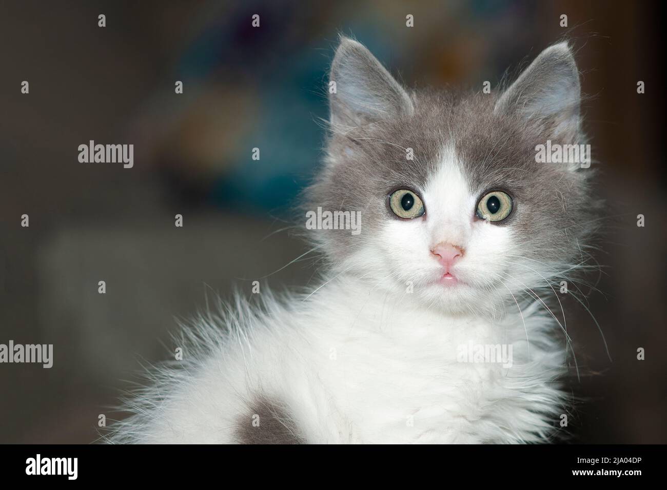 Cute little gray and white kitten looking into camera Stock Photo