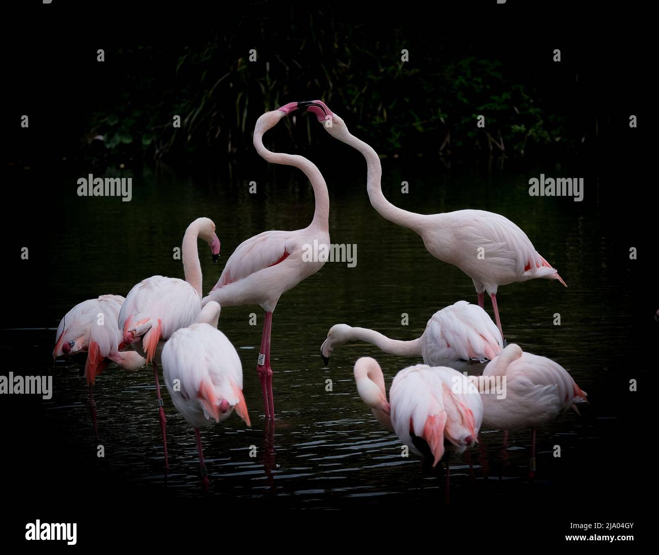 A group of flamingos. THE COTSWOLDS, UK. THIS PAIR of loved-up flamingos look like they are sharing a heartfelt kiss.  In one image we see a close-up Stock Photo