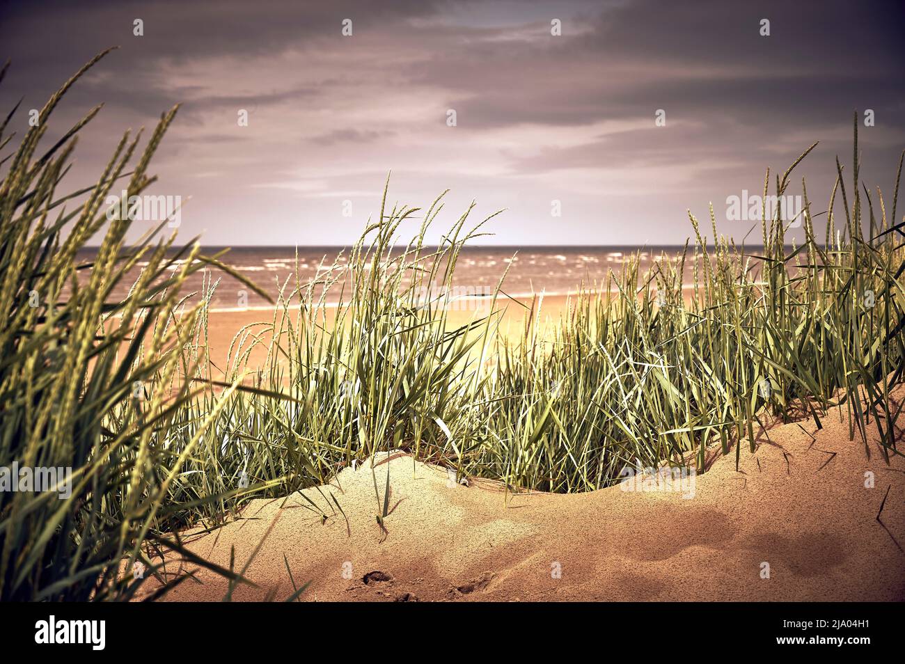 Dune grass growing on dunes behind the beach at St Annes,UK Stock Photo