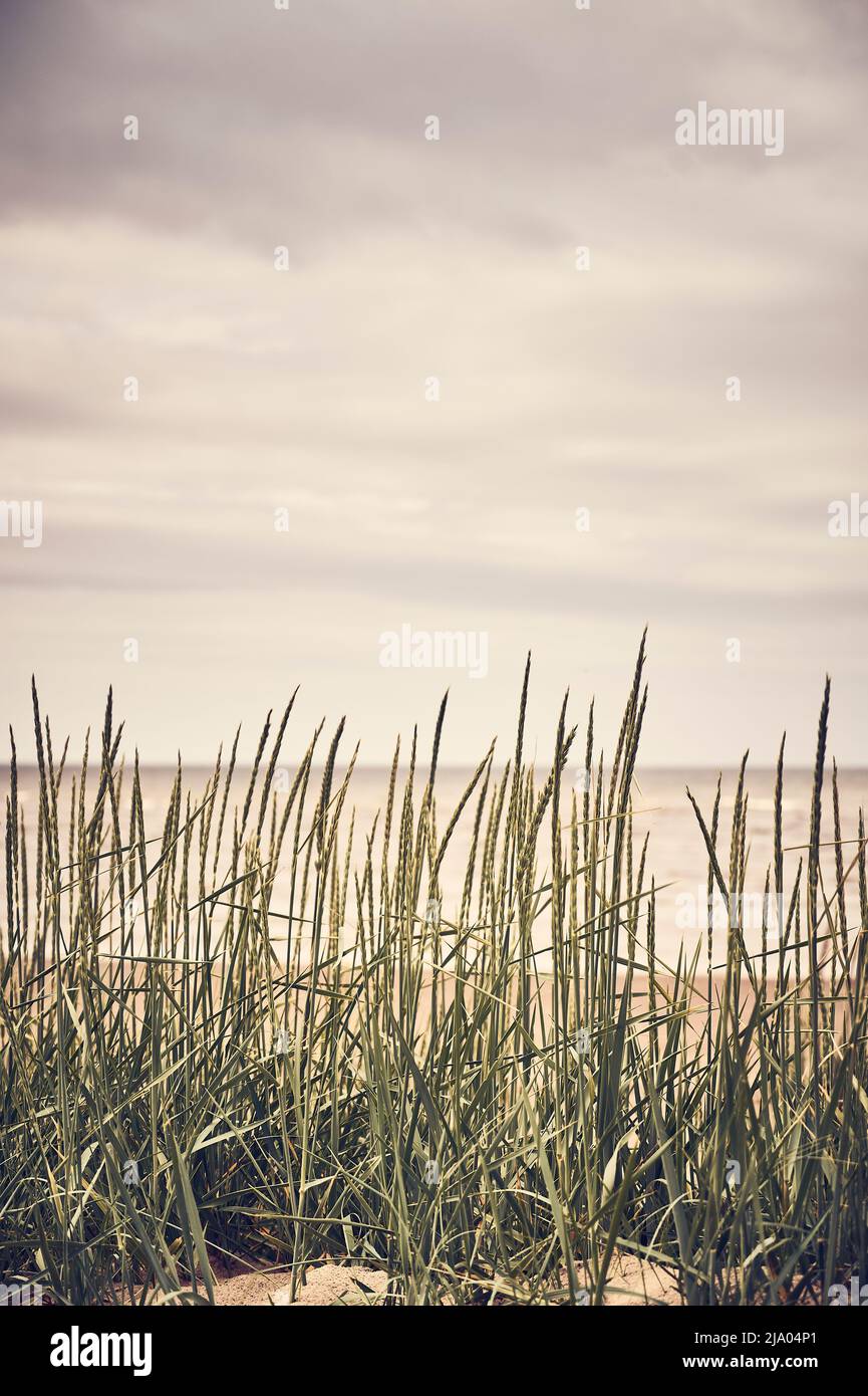 Dune grass growing on dunes behind the beach at St Annes,UK Stock Photo