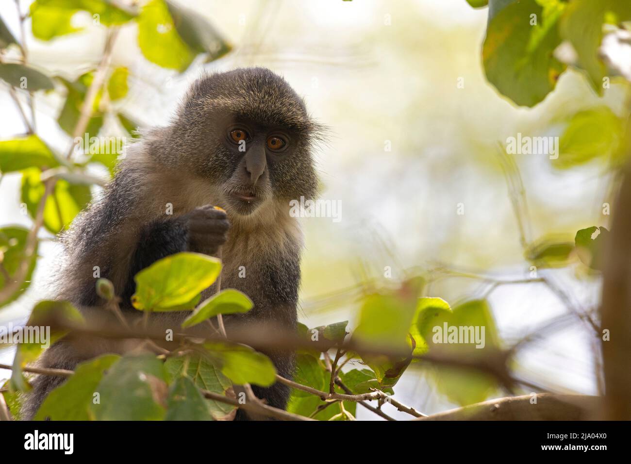 Sykes' monkey (Cercopithecus albogularis) feeding on the fruits of the ...