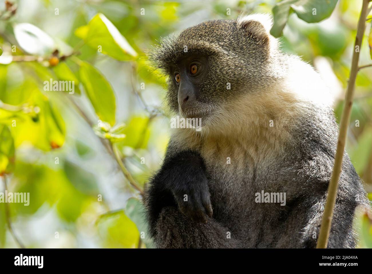 Sykes' monkey (Cercopithecus albogularis) feeding on the fruits of the ...