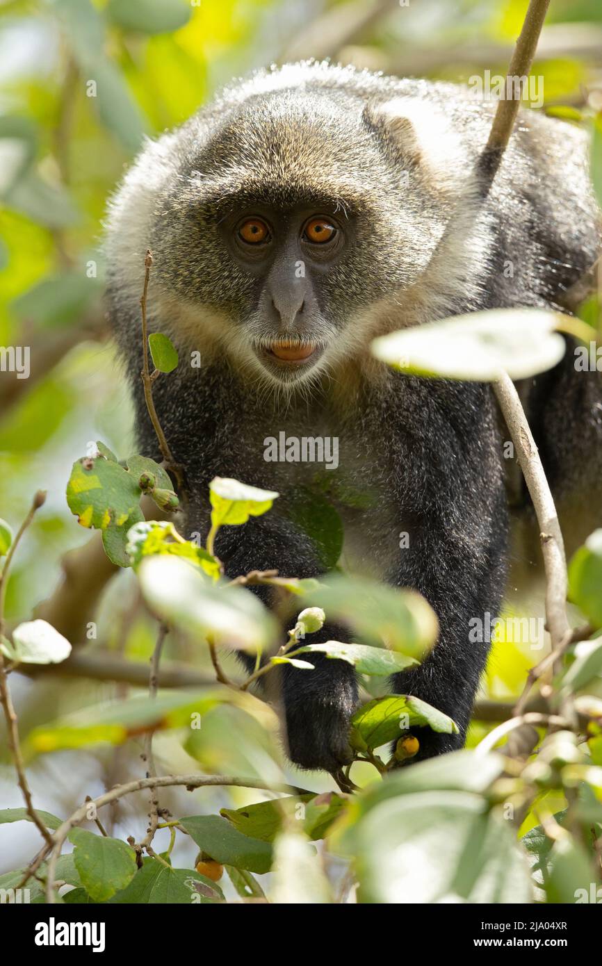 Sykes' monkey (Cercopithecus albogularis) feeding on the fruits of the ...