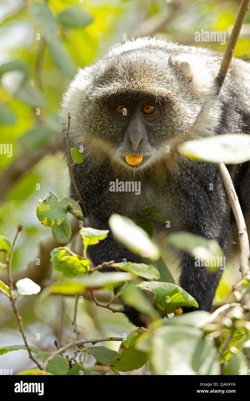 Sykes' monkey (Cercopithecus albogularis) feeding on the fruits of the ...