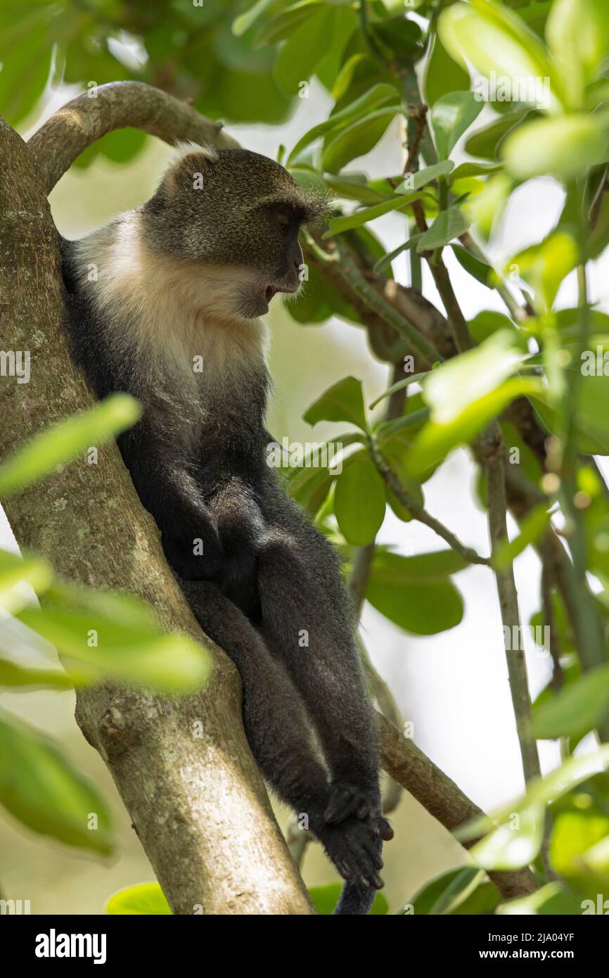 Sykes' monkey (Cercopithecus albogularis) feeding on the fruits of the ...