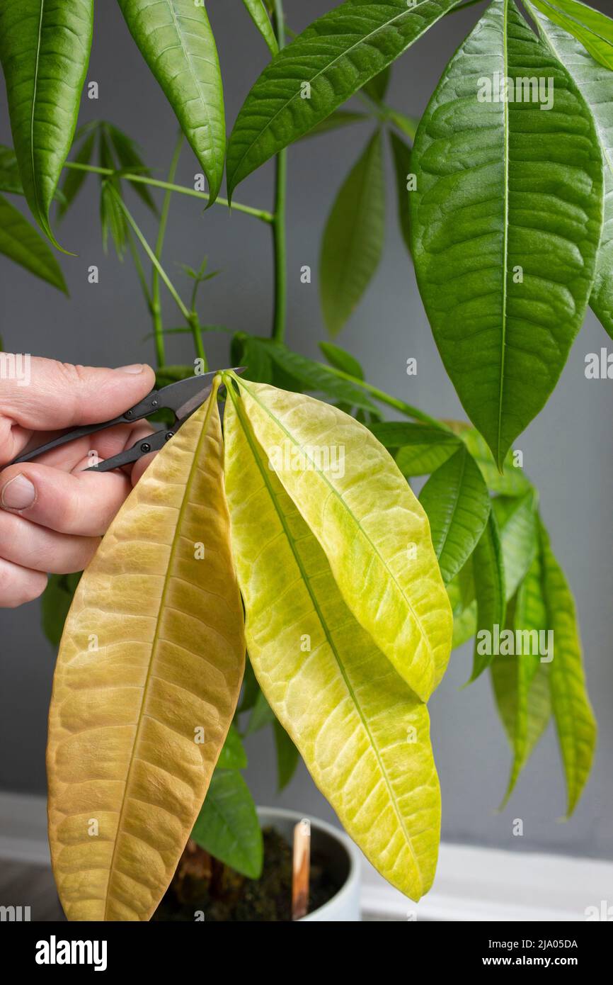 Money tree pachira aquatica pruning hi-res stock photography and images -  Alamy