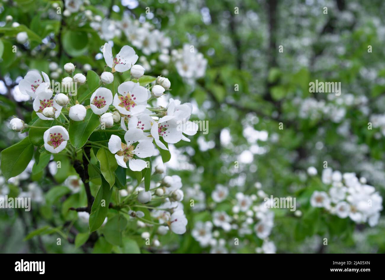 Blooming pear in the spring garden. White pear flowers with pink stamens. Stock Photo