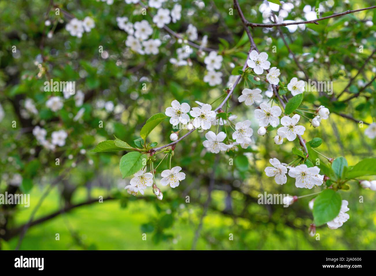 Cherry tree with white flowers in the spring garden. Branch of ...