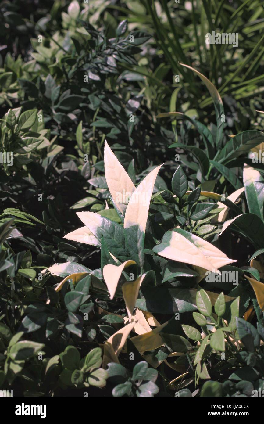 Leafy green plants growing on a living wall in the bright sun Stock