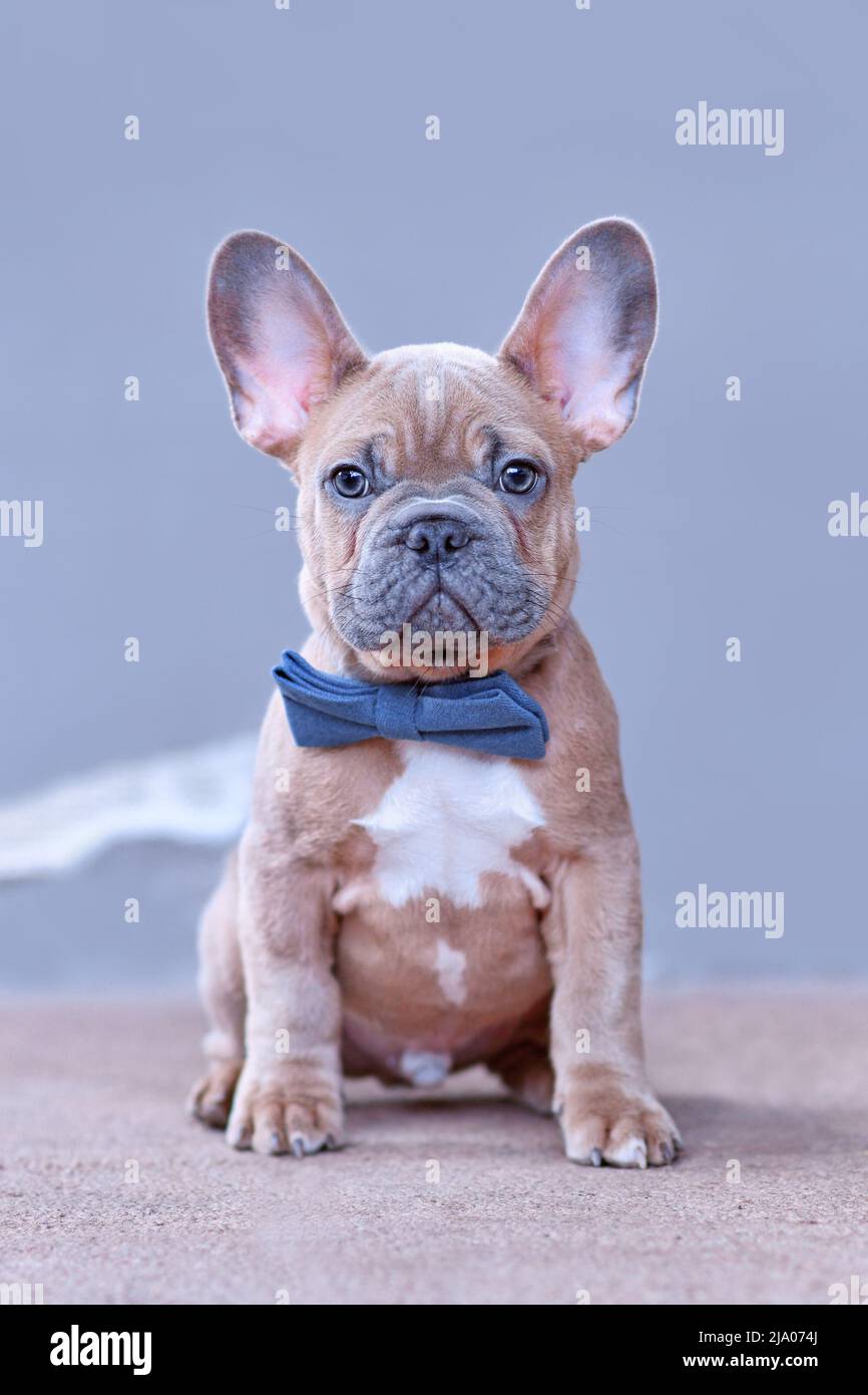 Blue red fawn French Bulldog dog puppy with blue bow tie in front of gray wall Stock Photo