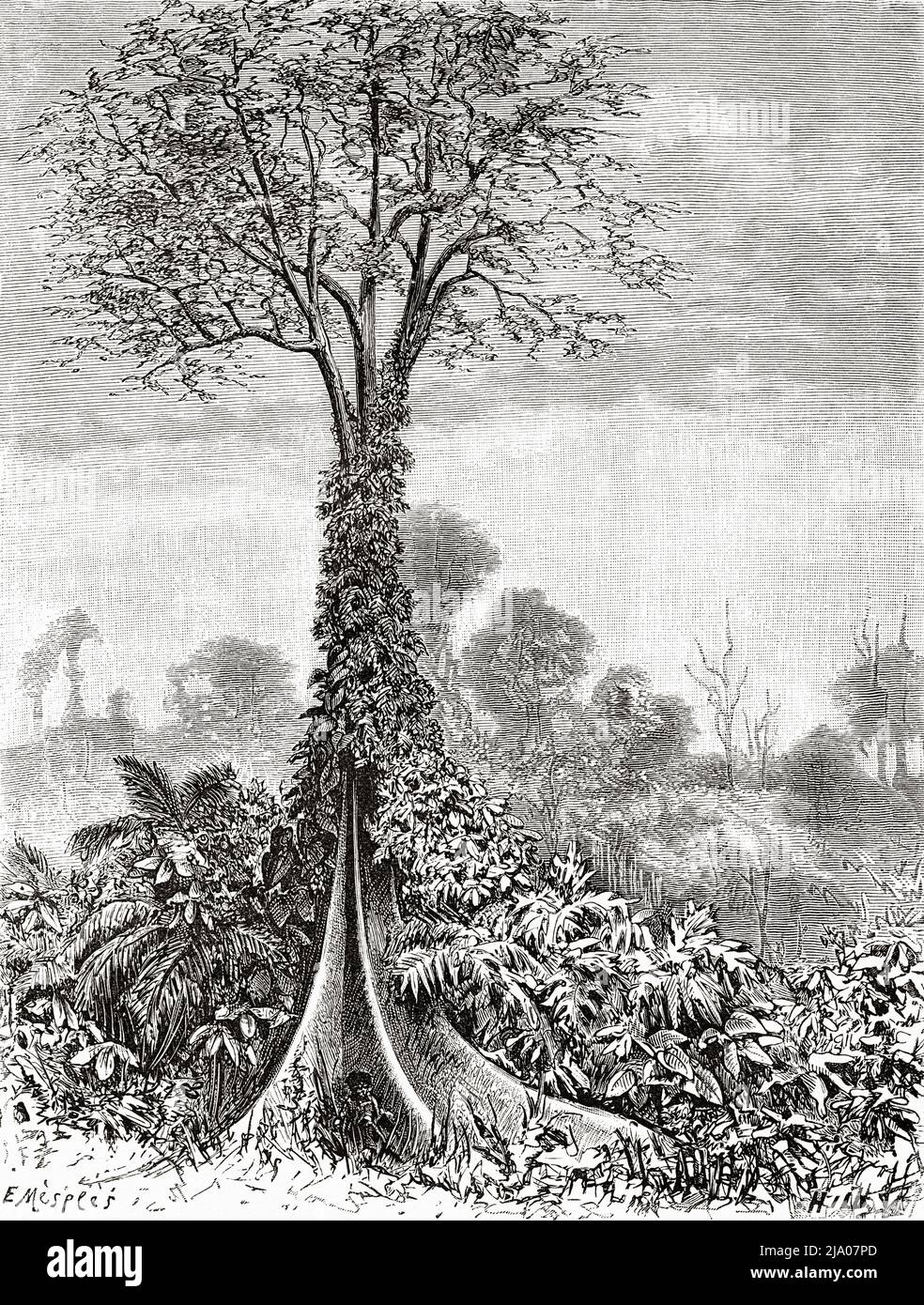 Ironwood tree in the tropical forest, Papua New Guinea, Indonesia, Asia. Trip to Papua New Guinea by Achille Raffray 1876-1877. Le Tour du Monde 1879 Stock Photo