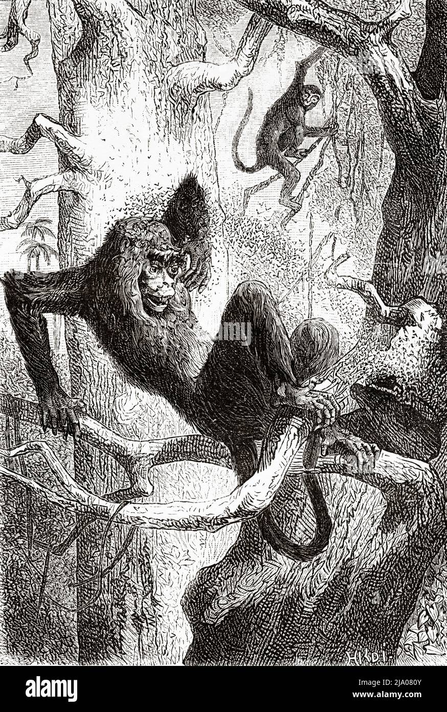 Howler monkey and macaque, French Guiana, Department of France, South America. Voyage of exploration in the interior of the Guianas 1877 by Jules Crevaux. Le Tour du Monde 1879 Stock Photo