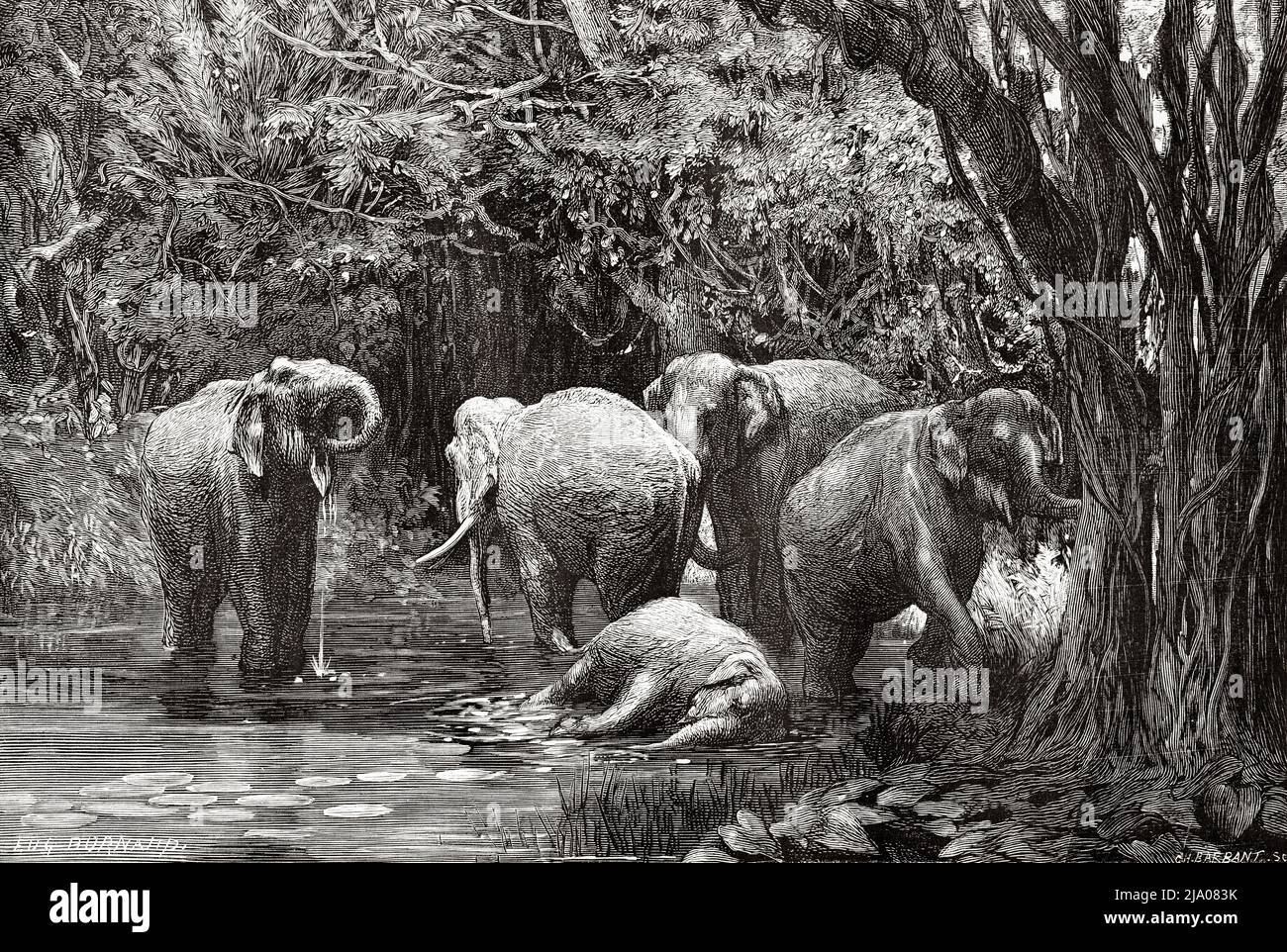 Wild Elephants in the Mekong River, Champassak. Laos. Southeast Asia. Laos and the wild populations of Indo-China by Doctor Harmand 1877 Stock Photo