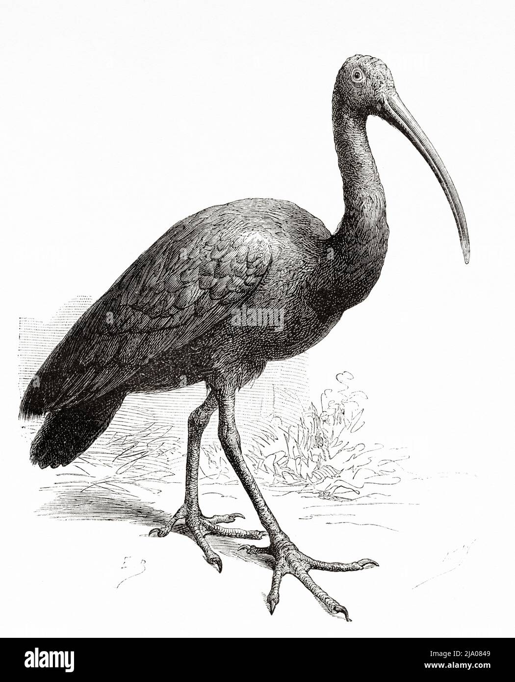 The giant ibis (Thaumatibis gigantea) is the only species in the monotypic genus Thaumatibis, it is a wading bird in the ibis family, Threskiornithidae, Attapeu province. Laos. Southeast Asia. Laos and the wild populations of Indo-China by Doctor Harmand 1877 Stock Photo