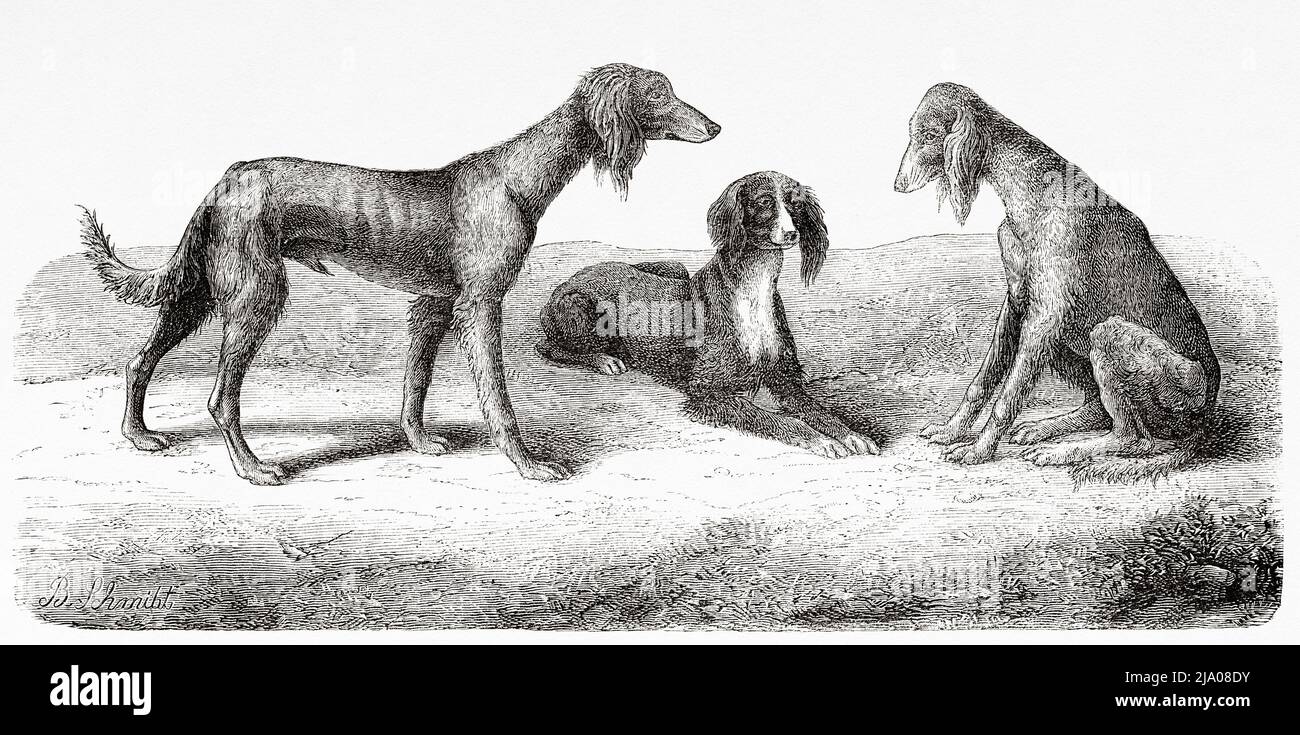 Kyrgyz hunting dogs. Kyrgyzstan, Kyrgyz Republic. Central Asia. From Orenburg to Samarkand 1876-1878 by Madame Marie Ujfalvy-Bourdon, Le Tour du Monde 1879 Stock Photo