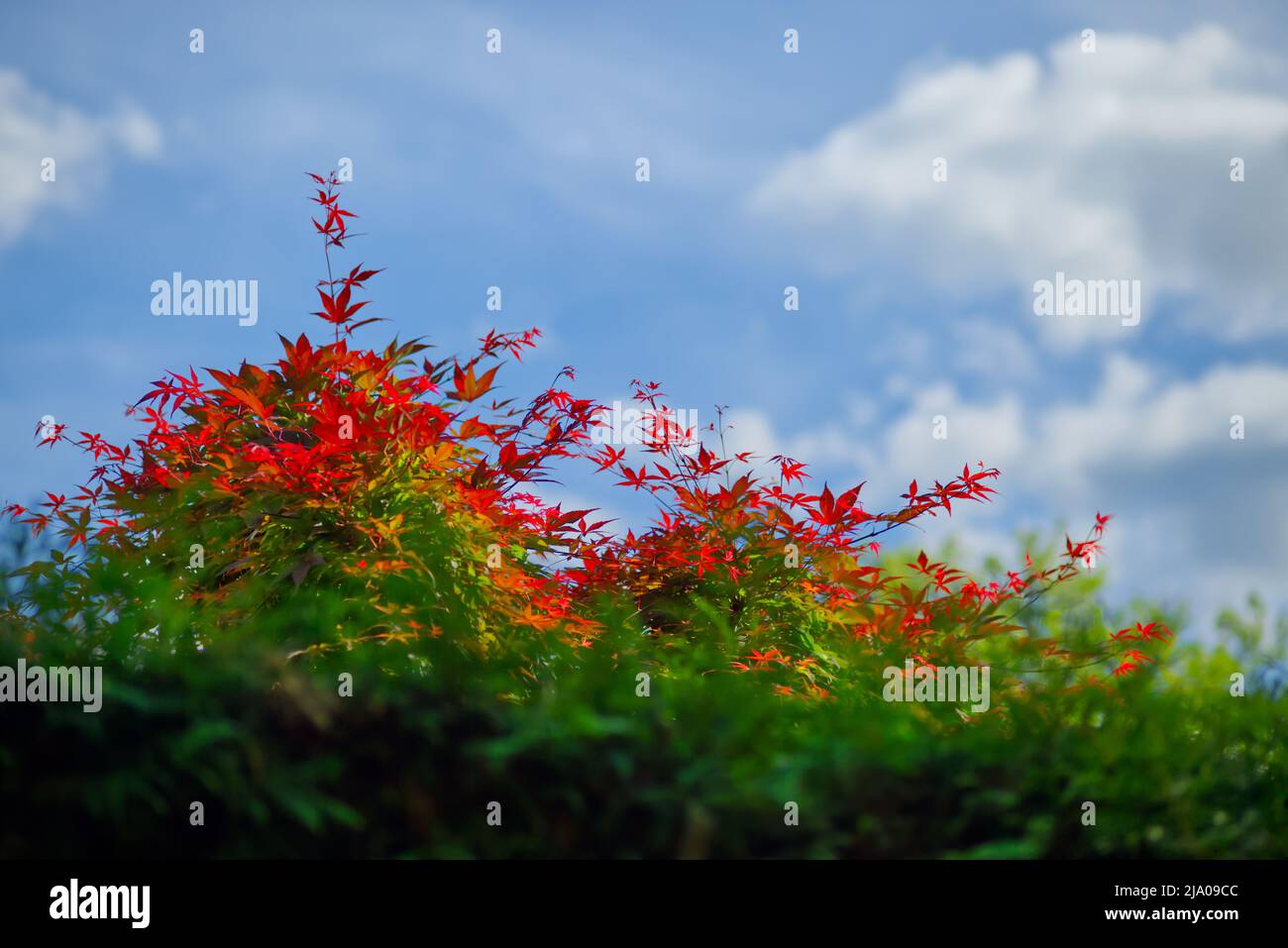 leaves of red maple on top of a green hedge and a sunny blue sky Stock ...