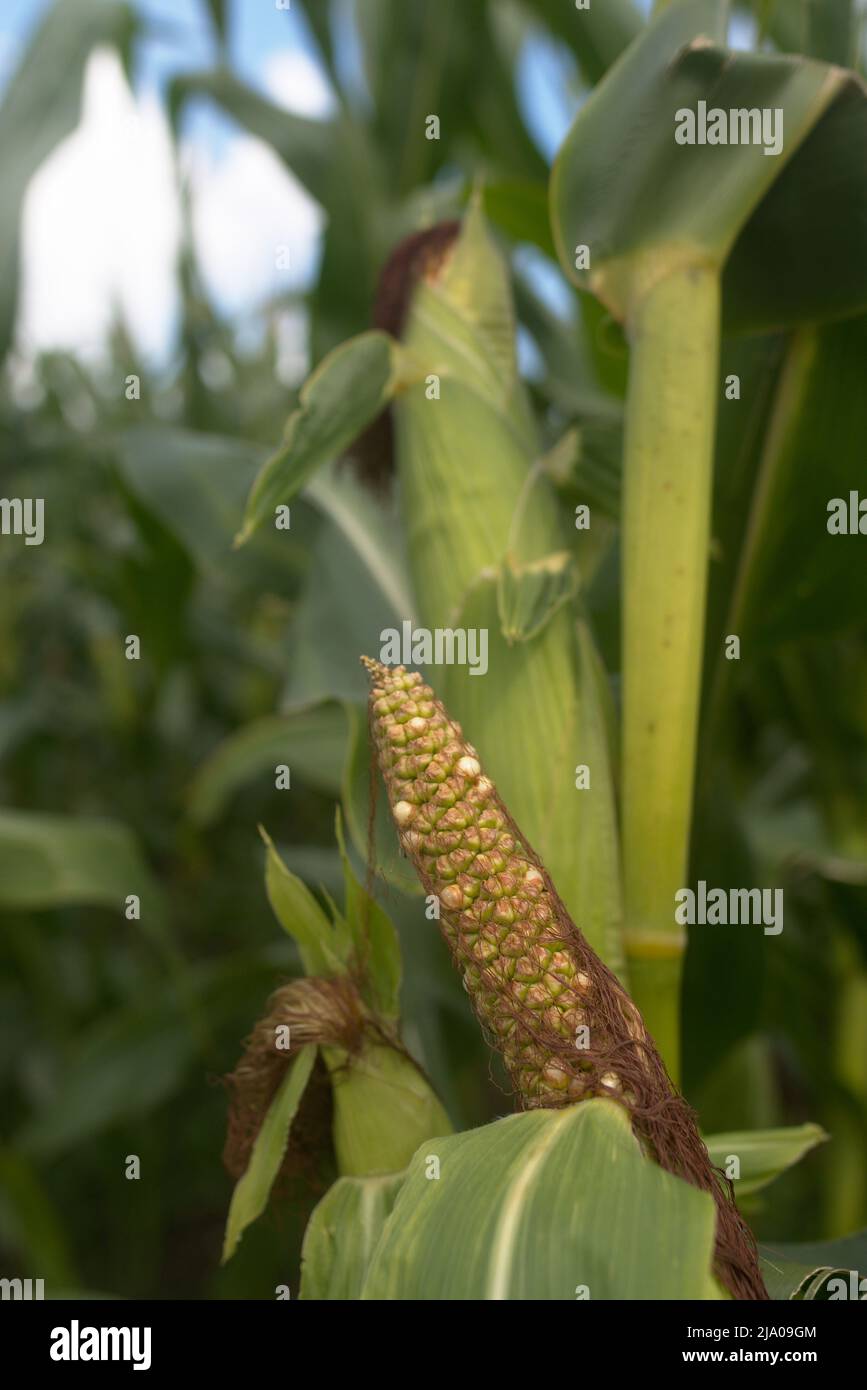 Corn field plants harvest green ripe Stock Photo - Alamy